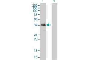 Western Blot analysis of TOB2 expression in transfected 293T cell line by TOB2 monoclonal antibody (M01), clone 2F2-1A7. (TOB2 Antikörper  (AA 1-344))