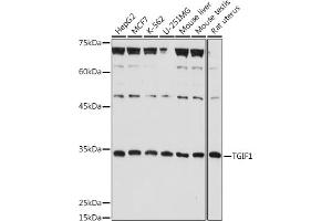 Western blot analysis of extracts of various cell lines, using TGIF1 antibody (ABIN7270795) at 1:1000 dilution. (TGIF1 Antikörper  (AA 123-272))