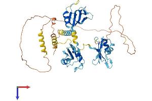 CELF1 Protein (AA 1-486) (His tag)