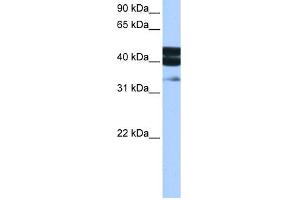 WB Suggested Anti-SMAD1 Antibody Titration:  0. (SMAD1 Antikörper  (Middle Region))