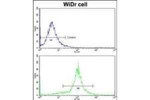 Flow cytometric analysis of widr cells using ACADM Antibody (Center)(bottom histogram) compared to a negative control cell (top histogram)FITC-conjugated goat-anti-rabbit secondary antibodies were used for the analysis. (Medium-Chain Specific Acyl-CoA Dehydrogenase, Mitochondrial (AA 189-217) Antikörper)