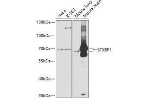Western blot analysis of extracts of various cell lines, using STXBP1 antibody (ABIN6128255, ABIN6148673, ABIN6148674 and ABIN6221073) at 1:1000 dilution. (STXBP1 Antikörper  (AA 295-594))