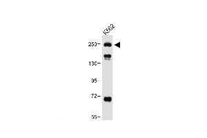 Anti-ATG2A Antibody (Center) at 1:1000 dilution + K562 whole cell lysate Lysates/proteins at 20 μg per lane. (ATG2A Antikörper  (AA 702-731))