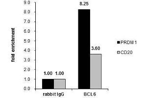 ChIP Image Cross-linked ChIP was performed with Raji chromatin extract and 5 μg of either control rabbit IgG or anti-BCL6 antibody. (BCL6 Antikörper  (Internal Region))