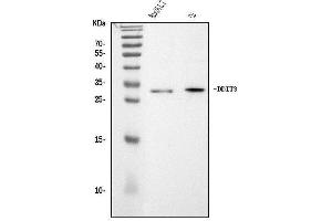 Western blot analysis of Ddit3 using anti-Ddit3 antibody (ABIN7600249).