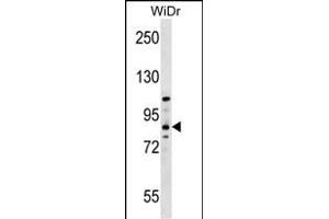 HOOK1 Antibody (Center) (ABIN657054 and ABIN2846221) western blot analysis in WiDr cell line lysates (35 μg/lane).