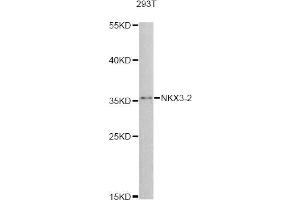 Western blot analysis of extracts of 293T cells, using NKX3-2 antibody (ABIN5995892) at 1:3000 dilution. (NKX3-2 Antikörper)
