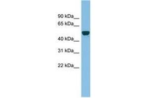 GDAP2 Antikörper  (AA 107-156)