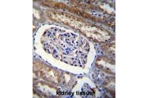 ARL8 Antibody (C-term) immunohistochemistry analysis in formalin fixed and paraffin embedded human kidney tissue followed by peroxidase conjugation of the secondary antibody and DAB staining. (ARL5B Antikörper  (C-Term))