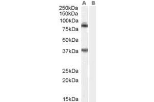 ABIN184941 staining (1ug/ml) of Mouse Brain (RIPA buffer, 35ug total protein per lane). (TRIM3 Antikörper  (N-Term))