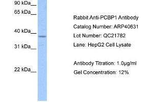 Western Blotting (WB) image for anti-Poly(rC) Binding Protein 1 (PCBP1) (Middle Region) antibody (ABIN310056) (PCBP1 Antikörper  (Middle Region))