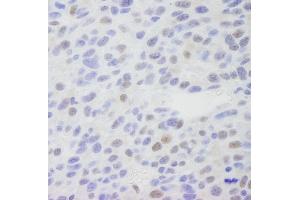 Immunohistochemistry (IHC) image for anti-Mediator Complex Subunit 1 (MED1) (C-Term) antibody (ABIN7448659) (MED1 Antikörper  (C-Term))