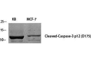 Western Blot (WB) analysis of specific cells using Cleaved-Caspase-3 p12 (D175) Polyclonal Antibody. (Caspase 3 p12 (Asp175), (cleaved) Antikörper)