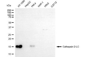 Western blotting analysis using cathepsin D LC antibody (ABIN7797939). (Cathepsin D Antikörper)