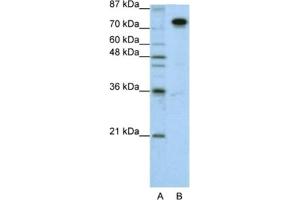 Western Blotting (WB) image for anti-Splicing Factor Proline/glutamine-Ric (SFPQ) antibody (ABIN2462181) (SFPQ Antikörper)