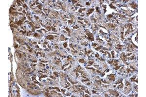 IHC-P Image WNT7A antibody detects WNT7A protein at secreted on mouse pancreas by immunohistochemical analysis. (WNT7A Antikörper  (Center))