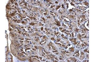 IHC-P Image WNT7A antibody detects WNT7A protein at secreted on mouse pancreas by immunohistochemical analysis.