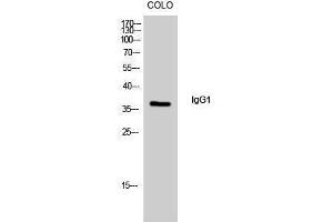 Western Blotting (WB) image for Rabbit anti-Human IgG1 (Internal Region) antibody (ABIN3185142)