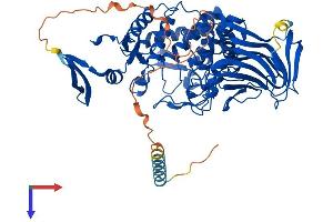 GLCE Protein (AA 1-617) (His tag)