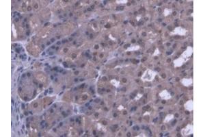 IHC-P analysis of Mouse Stomach Tissue, with DAB staining. (PANK1 Antikörper  (AA 298-500))