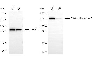Western blotting analysis using BAG cochaperone 6 antibody (ABIN7800912). (Rekombinanter BAG Cochaperone 6 Antikörper)