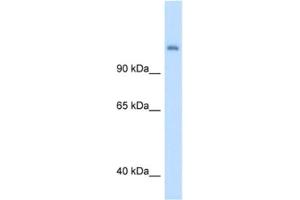 Western Blotting (WB) image for anti-Carbamoyl-Phosphate Synthase 1, Mitochondrial (CPS1) antibody (ABIN2462881) (CPS1 Antikörper)