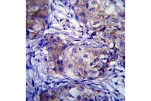 Immunohistochemistry (IHC) image for anti-Cytochrome P450, Family 1, Subfamily A, Polypeptide 1 (CYP1A1) (AA 252-280) antibody (ABIN3030671)
