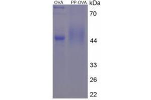 Image no. 1 for Pepsin protein (Ovalbumin) (ABIN1880264)