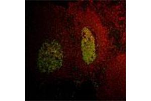 Immunofluorescent labeling of LMO2 (green) on human tonsil tissue using LMO2 monoclonal antibody, clone 1A9-3B11 .