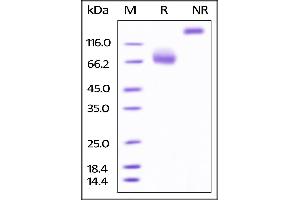 Biotinylated Human B7-1, Fc Tag on SDS-PAGE under reducing (R) and no-reducing (NR) conditions.