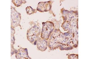 IHC-P: ANG2 antibody testing of human placenta tissue