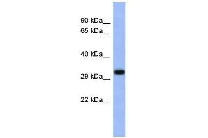 WB Suggested Anti-USF1 Antibody Titration:  0. (USF1 Antikörper  (Middle Region))