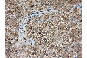 Image no. 1 for anti-Aminoacylase 1 (ACY1) antibody (ABIN1496454) (Aminoacylase 1 Antikörper)