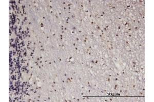 Immunoperoxidase of monoclonal antibody to ATF5 on formalin-fixed paraffin-embedded human cerebellum. (ATF5 Antikörper  (AA 101-200))