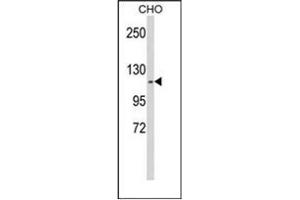 Western blot analysis of KIF11 Antibody (N-term) in CHO cell line lysates (35ug/lane). (KIF11 Antikörper  (N-Term))