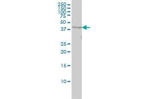 Western Blotting (WB) image for anti-WD Repeat Domain 77 (WDR77) (AA 1-342) antibody (ABIN566337)