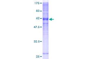 DARC Protein (AA 1-336) (GST tag)