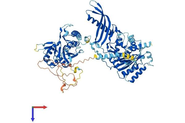 CHPF Protein (AA 1-774) (His tag)