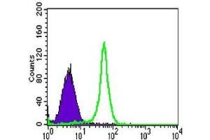 FC analysis of HL-60 cells using TAB2 antibody (green) and negative control (purple). (TAB2 Antikörper)