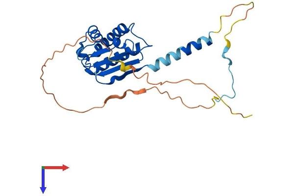 BTG4 Protein (AA 1-250) (His tag)