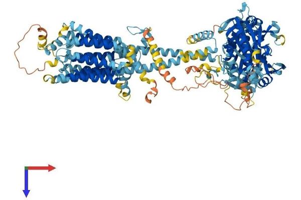 ADCY4 Protein (AA 1-1077) (His tag)