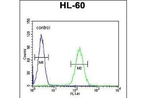 NOS1 Antibody (Center) 10269c flow cytometric analysis of HL-60 cells (right histogram) compared to a negative control cell (left histogram). (NOS1AP Antikörper  (AA 437-466))