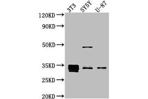 Western Blot Positive WB detected in: NIH/3T3 whole cell lysate, SH-SY5Y whole cell lysate, U-87 whole cell lysate All lanes: Cyclin D1 antibody at 1:1000 Secondary Goat polyclonal to rabbit IgG at 1/50000 dilution Predicted band size: 34 kDa Observed band size: 34 kDa (Rekombinanter Cyclin D1 Antikörper)