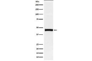 Western blot analysis of Pentraxin 3 expression in HUVEC cell lysate.