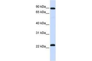 Image no. 1 for anti-Regulator of G-Protein Signalling 19 (RGS19) (N-Term) antibody (ABIN6742424) (RGS19 Antikörper  (N-Term))