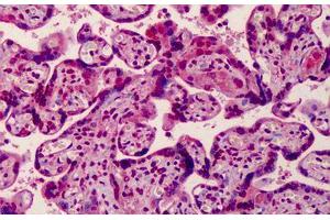 Human Placenta: Formalin-Fixed, Paraffin-Embedded (FFPE) (MED28 Antikörper  (Internal Region))