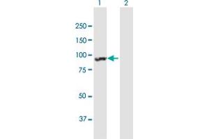 Western Blot analysis of ANKRD17 expression in transfected 293T cell line by ANKRD17 MaxPab polyclonal antibody. (ANKRD17 Antikörper  (AA 1-751))