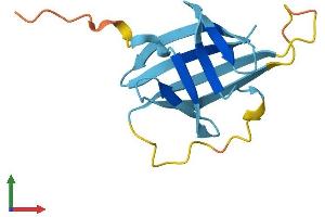 AlphaFold protein structure predicition of Mouse Recombinant Tcl1b2 Protein, UniprotID P56841