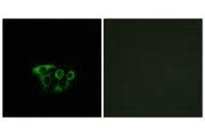 Immunofluorescence analysis of A549 cells, using ATP5L2 antibody. (ATP5L2 Antikörper)
