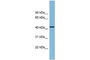 WB Suggested Anti-DNAJB12 Antibody Titration:  0. (DNAJB12 Antikörper  (Middle Region))